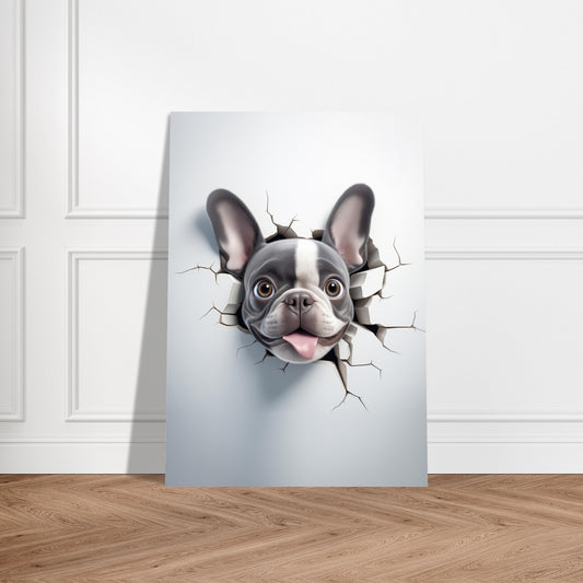 Aluminium Print - French Bulldog Peekaboo